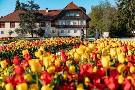 Spomladanska razstava cvetja in tulipanov